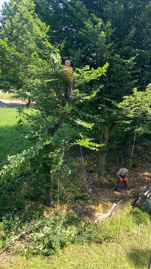 Edi HB9DCQ im Baum, Bruno HB9BAP beim Sägen Edi HB9DCQ im Baum, Bruno HB9BAP beim Sägen